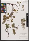 Foto von Salix reticulata L.